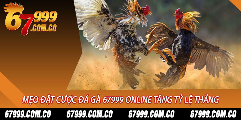 Mẹo đặt cược đá gà 67999 online tăng tỷ lệ thắng